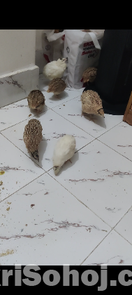 ইউরোপিয়ান জায়ান্ট কোয়েল